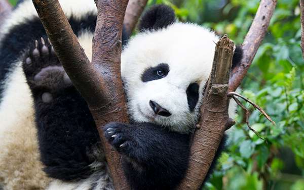 See Wild Panda Bears in Chengdu China