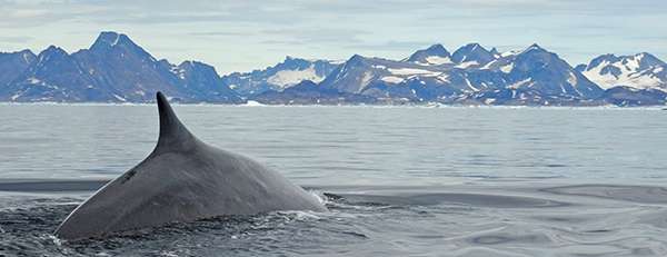 Whale in the waters off east Greenland