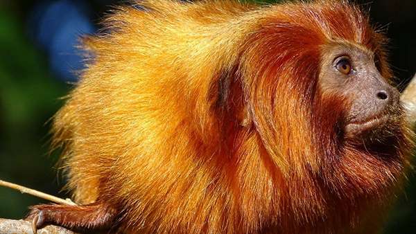 Golden Lion Tamarin Monkey in Brazil