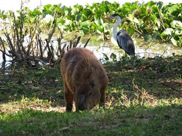 Capybara and Heron in the Brazilian Pantanal