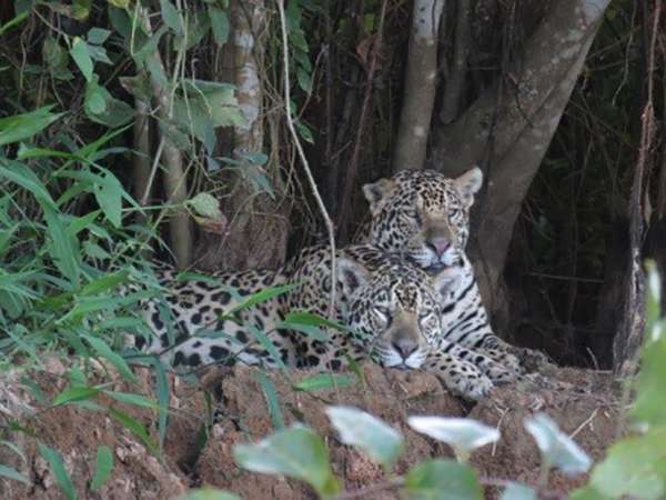 Wild Jaguars in the Pantanal in Brazil