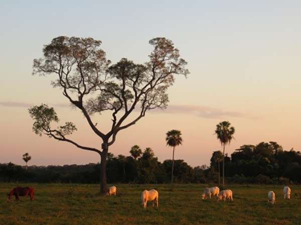 Sunset on the Estancia in Brazil's Pantanal
