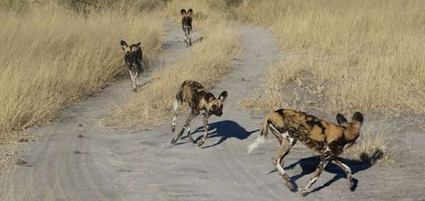 Pack of African Wild Dogs