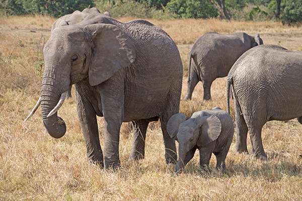 Elephant Family in the Maasai Mara National Reserve in Kenya