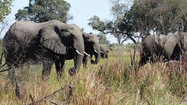 Elephants in the Okavango Delta of Botswana