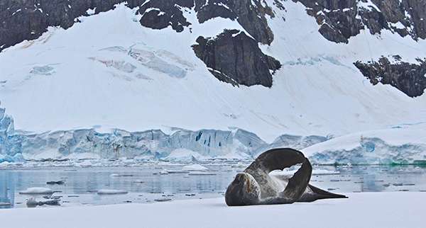 Leopard Seal Stretch in Antarctica