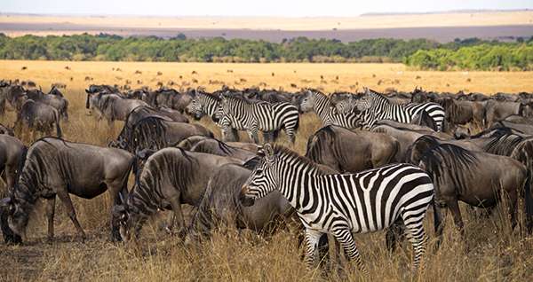 The Great Migration Photo Safari in Kenya