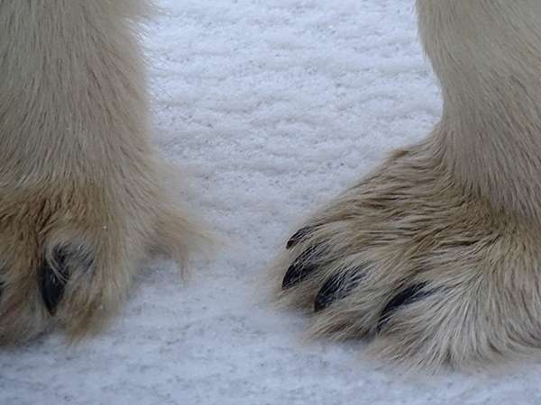 Polar Bear Paws in Churchill
