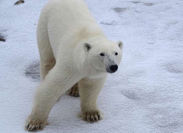Churchill Polar Bear Tour