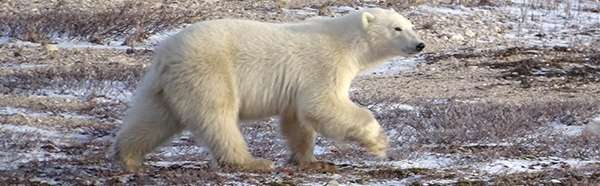 Polar Bear on Tundra in Churchill