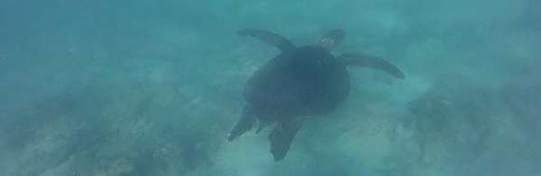 Swim with Sea Turtles in the Galapagos