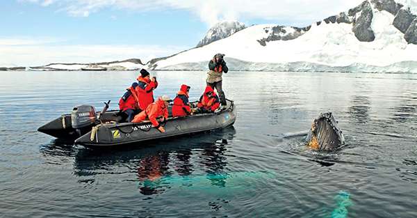 See Whales in Antarctica