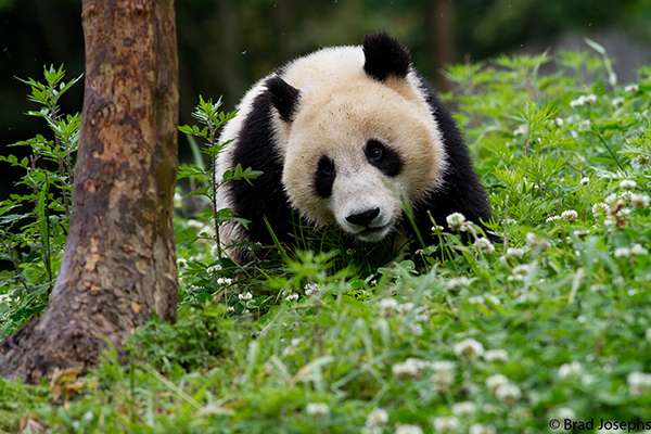 A wild panda born in China