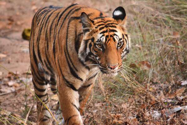 Wild Bengal tiger in India