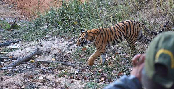 Photographing Wild Tigers in India