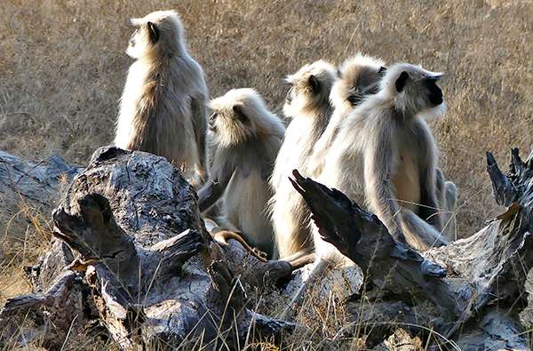 Wild langur monkeys in India