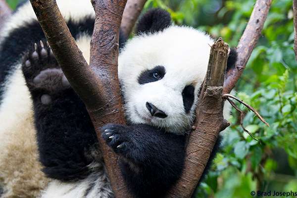 Giant panda bear waving in China