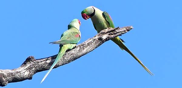 Wild parrots in India