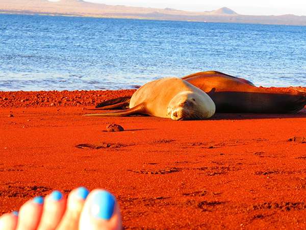 Santa Cruz Island, Rabida. Deep maroon beaches with sleeping sea lions.
