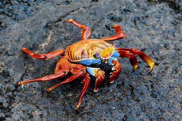 Sally Lightfoot Crab in the Galapagos Islands