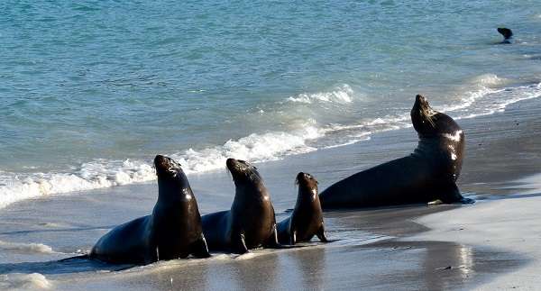 Sea Lions on the Beach in the Galapagos Islands