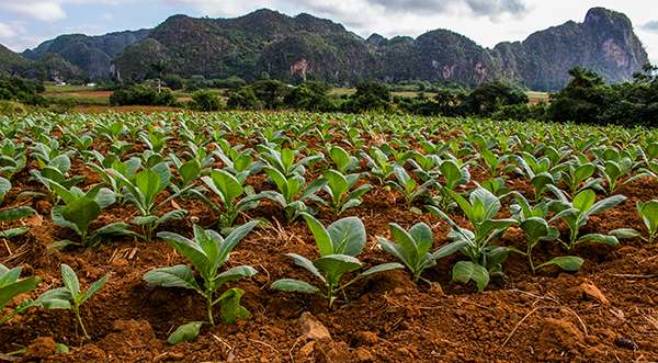 Cuban tobacco farm in Cuba