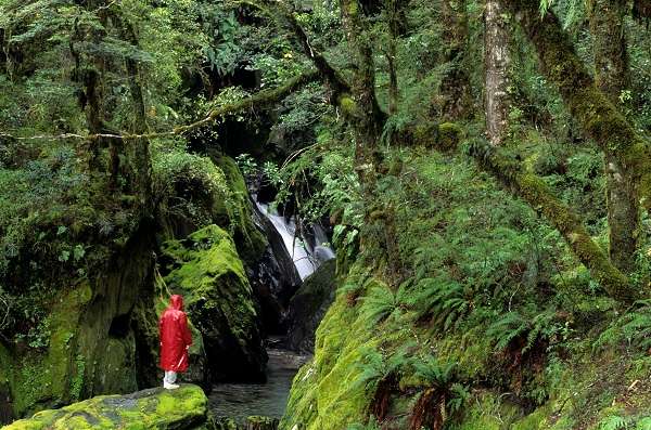Waterfalls in the Rainforest of South Island of New Zealand