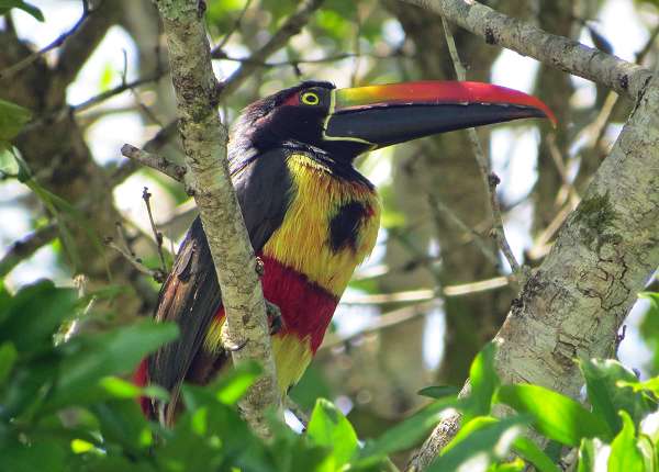 Aracari in Costa Rica