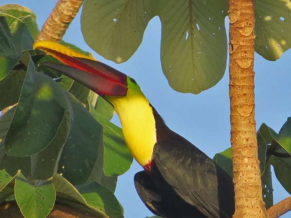 See wild toucans in Costa Rica