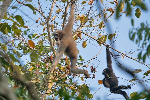 Wild gibbon monkeys swinging through the trees in India