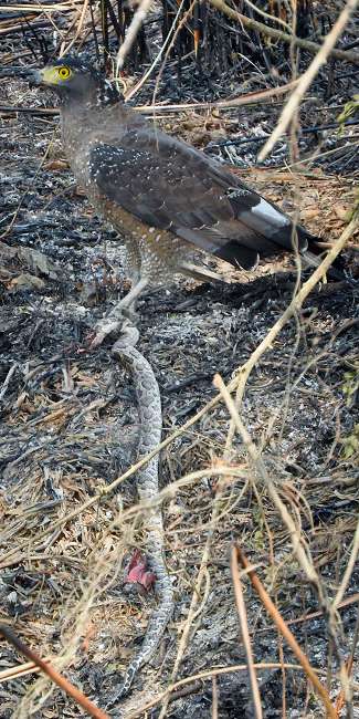 A serpent eagle with a snake in India