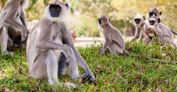 Wild langur monkeys in Sri Lanka