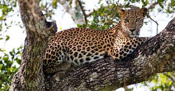 Wild leopard in Yala National Park, Sri Lanka