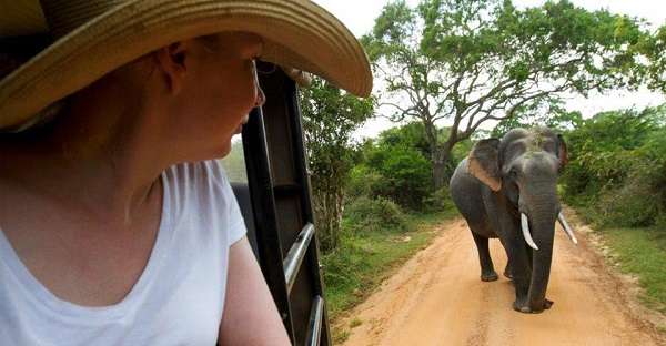 Up close with wild elephants on a Sri Lanka safari