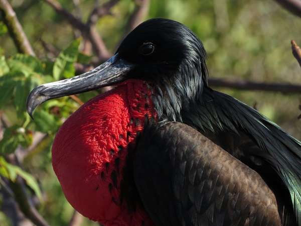 Bird in the Galapagos