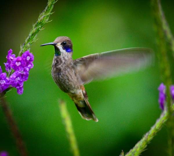 Wild hummingbird in Costa Rica