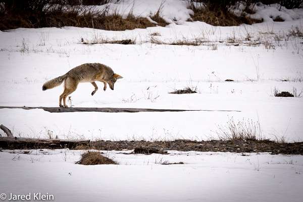 Wild coyote hunting in Yellowstone National Park