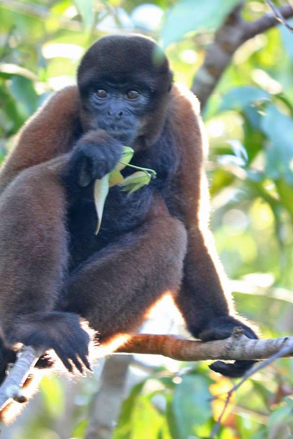 Wild monkey in the Peruvian Amazon rain forest