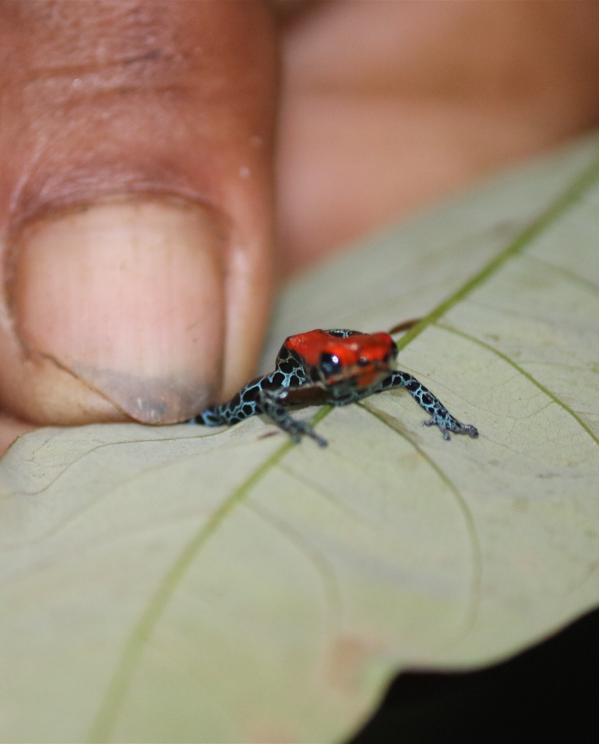 Tiny tree frog in the Peruvian Amazon rainforest