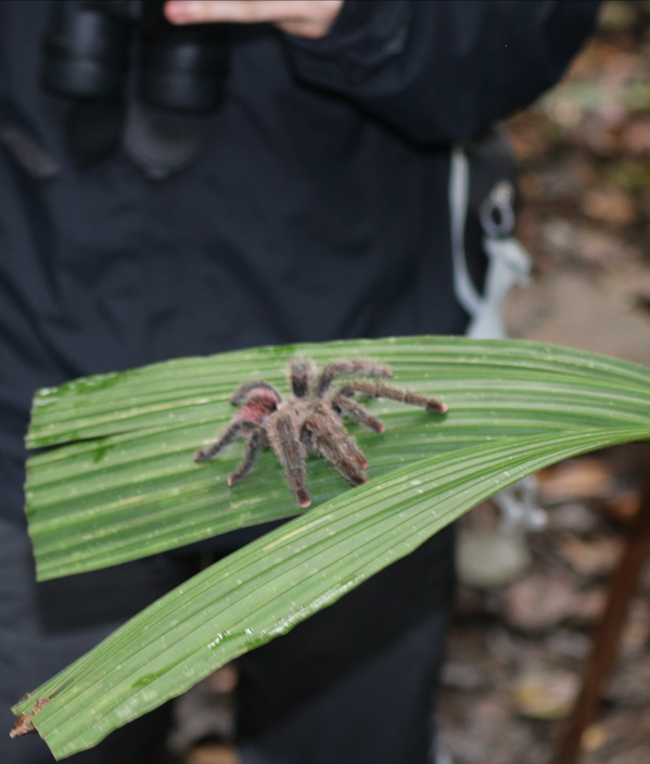 Tarantula spider in Peru's Amazon rainforest