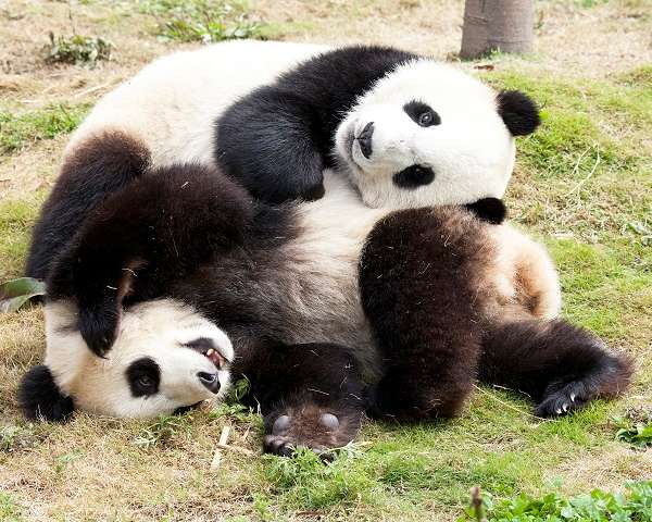 Panda cubs playing in China