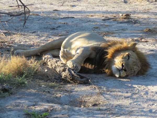 Male lion resting