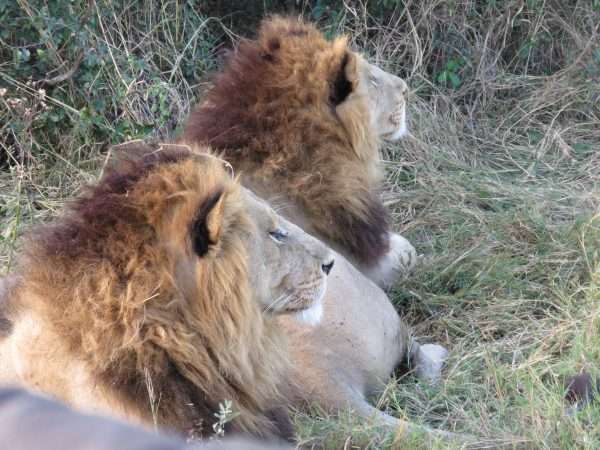 Male lions in Botswana