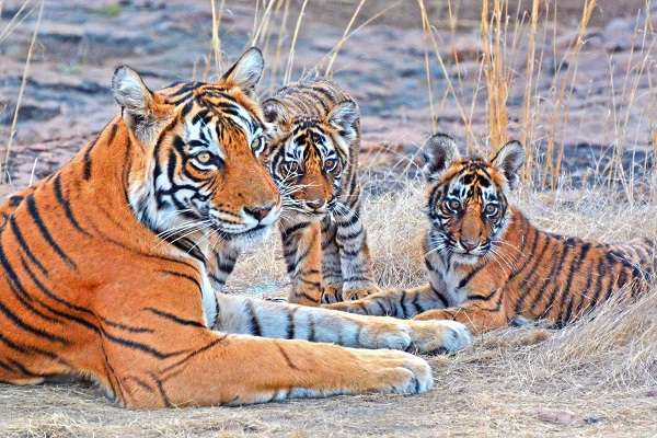 Wild tiger mother and cubs in India