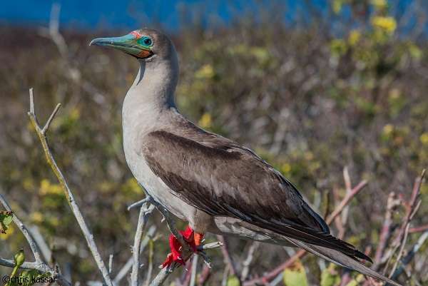 Red-footed Booby in the Galapagos