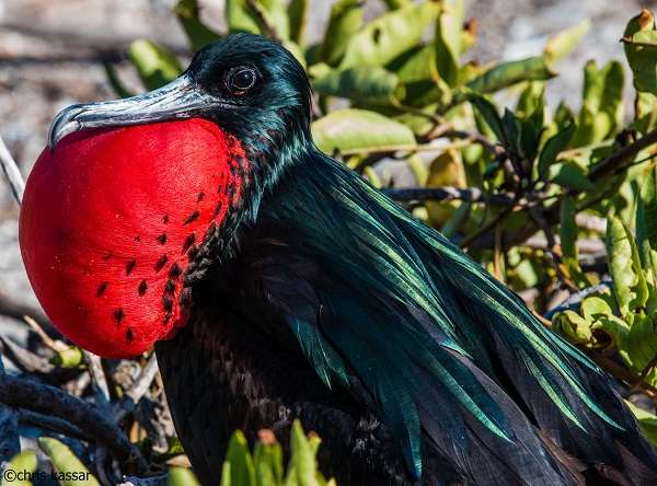 Red Frigatebird on Genovesa Island