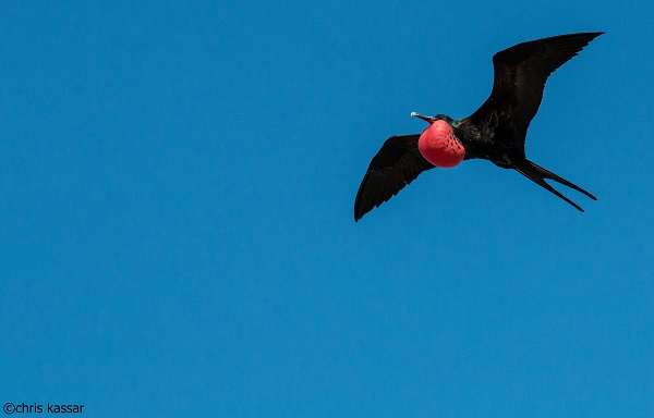 Red Frigatebird Flying Over Genovesa Island