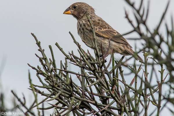 Darwin's Finch in the Galapagos