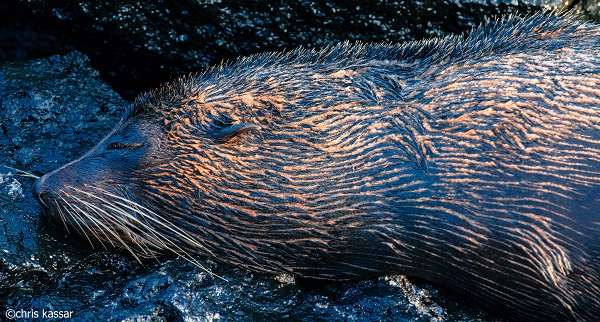 Fur seal in the Galapagos