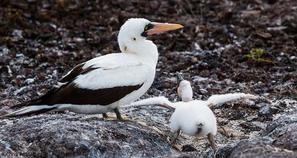 Nazca booby and chick